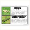 Butterfly Unit - Life Cycle, Worksheets & Activities - Miss Jacobs Little Learners