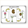 All About Plants Nonfiction Unit - Miss Jacobs Little Learners